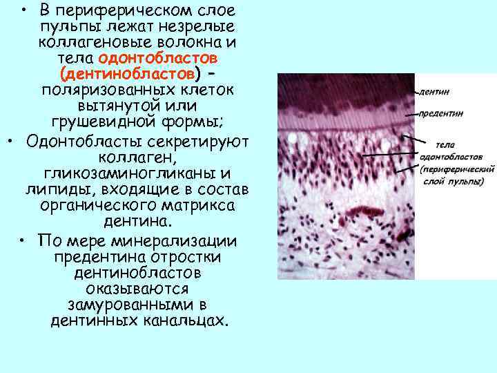  • В периферическом слое пульпы лежат незрелые коллагеновые волокна и тела одонтобластов (дентинобластов)