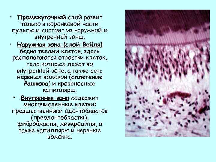  • Промежуточный слой развит только в коронковой части пульпы и состоит из наружной