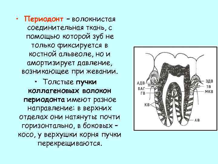 Периодонт. Периодонтальная щель волокна. Соединительная ткань периодонта образуется из. Состав периодонта зуба. Схема расположения Пучков коллагеновых волокон в периодонте.