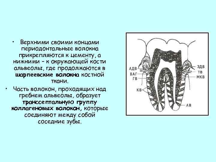 Схема структурной организации периодонтальной связки