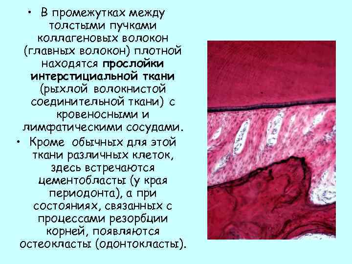  • В промежутках между толстыми пучками коллагеновых волокон (главных волокон) плотной находятся прослойки