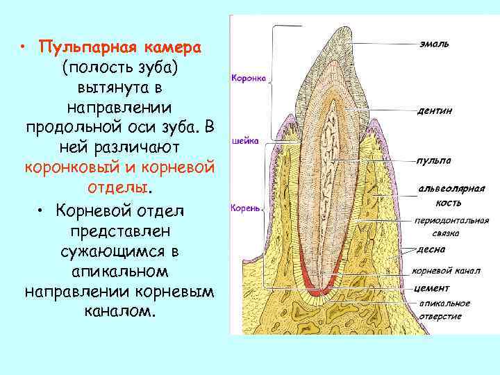  • Пульпарная камера (полость зуба) вытянута в направлении продольной оси зуба. В ней