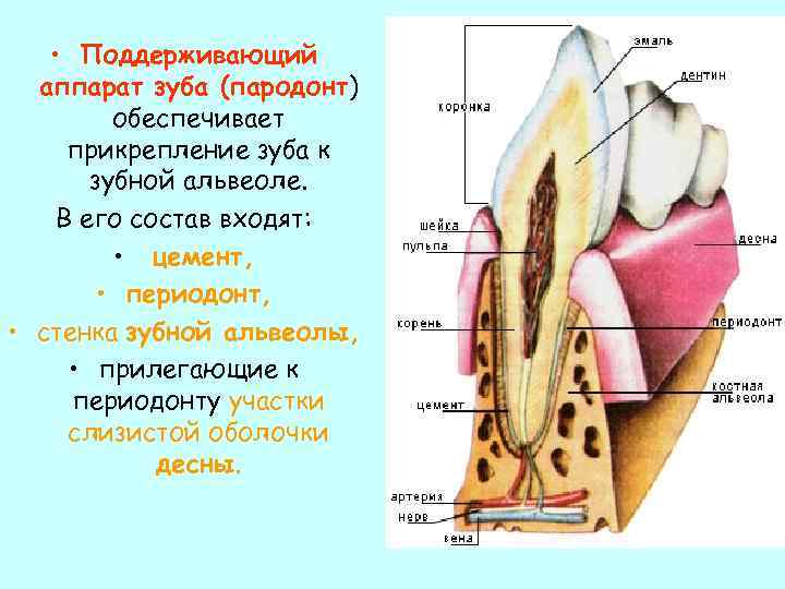 Альвеола ротовая полость. Поддерживающий аппарат зуба пародонт гистология. Поддерживающий аппарат зуба понятие о периодонте. Удерживающий аппарат зуба. Зубная альвеола строение.