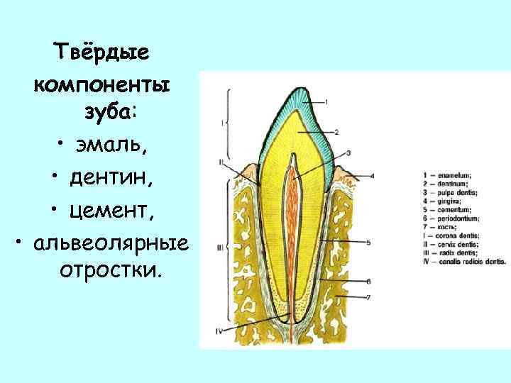 Твердая ткань зуба. Регенерация дентина зуба гистология. Ткани составляющие зуб. Твердые и мягкие ткани зуба.