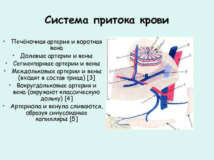 Система притока крови • Печёночная артерия и воротная вена • Долевые артерии и вены