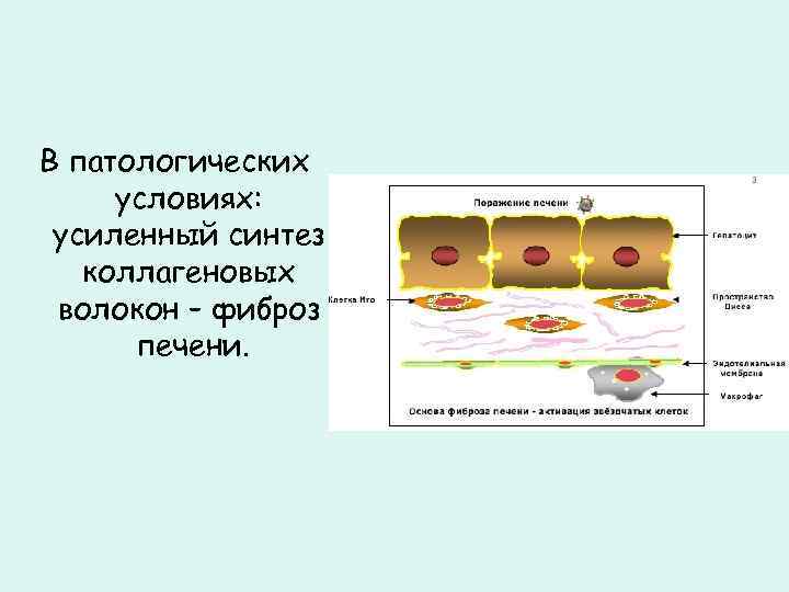 В патологических условиях: усиленный синтез коллагеновых волокон – фиброз печени. 