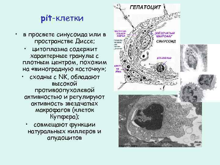 pit-клетки • в просвете синусоида или в пространстве Диссе; • цитоплазма содержит характерные гранулы