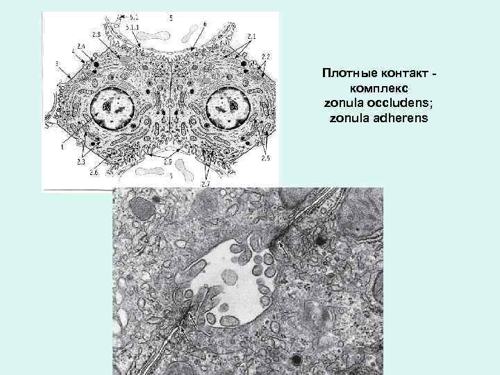Плотные контакт комплекс zonula occludens; zonula adherens 