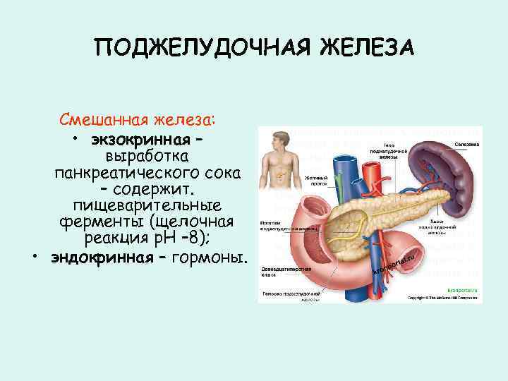 Роль пищеварительных желез. Функции печени и поджелудочной железы таблица. Поджелудочная железа это смешанная железа. Строение поджелудочной железы. Функции поджелудочной железы в пищеварительной системе.