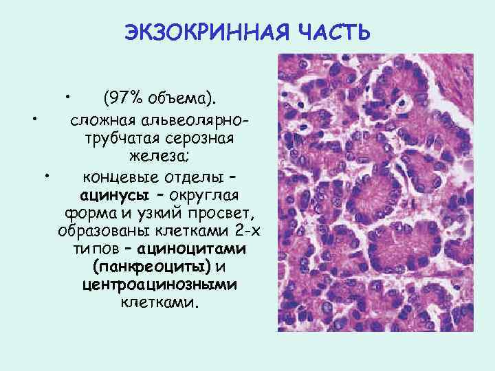 ЭКЗОКРИННАЯ ЧАСТЬ • (97% объема). • сложная альвеолярнотрубчатая серозная железа; • концевые отделы –