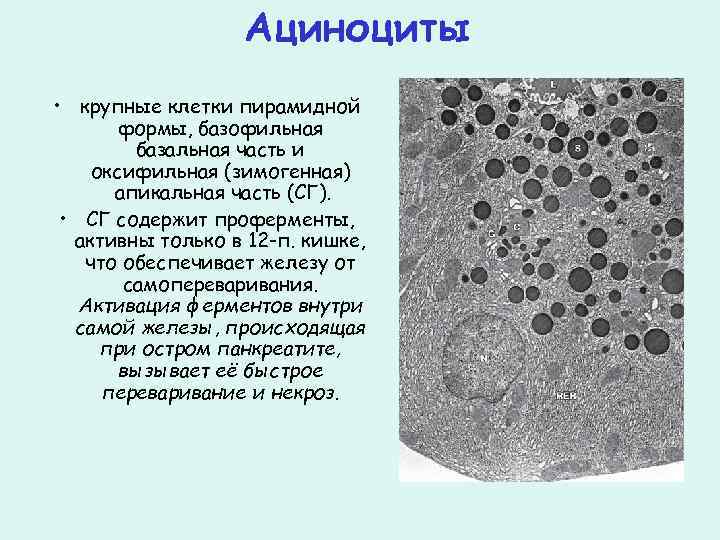 Ациноциты • крупные клетки пирамидной формы, базофильная базальная часть и оксифильная (зимогенная) апикальная часть