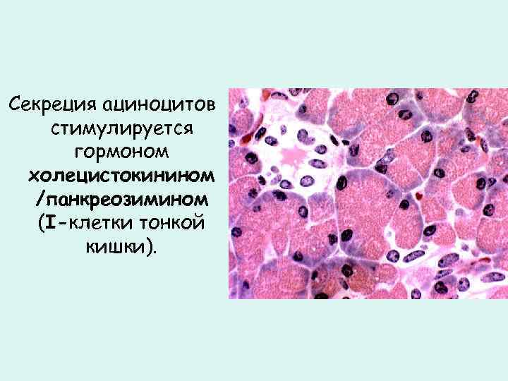 Секреция ациноцитов стимулируется гормоном холецистокинином /панкреозимином (I-клетки тонкой кишки). 