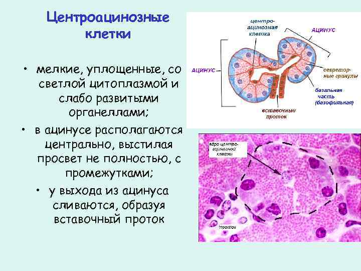 Центроацинозные клетки • мелкие, уплощенные, со светлой цитоплазмой и слабо развитыми органеллами; • в