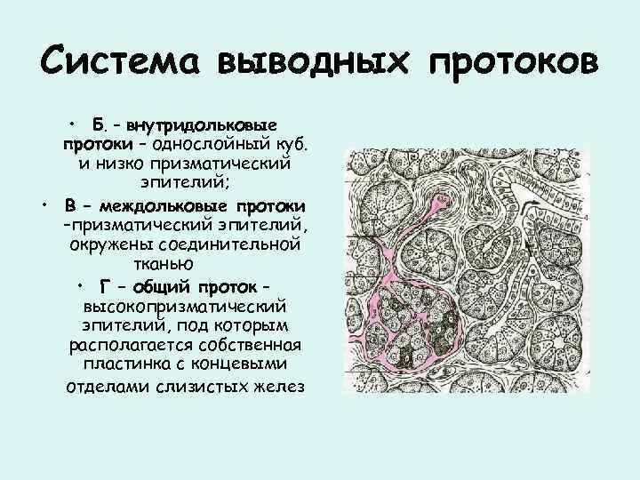 Система выводных протоков • Б. – внутридольковые протоки – однослойный куб. и низко призматический