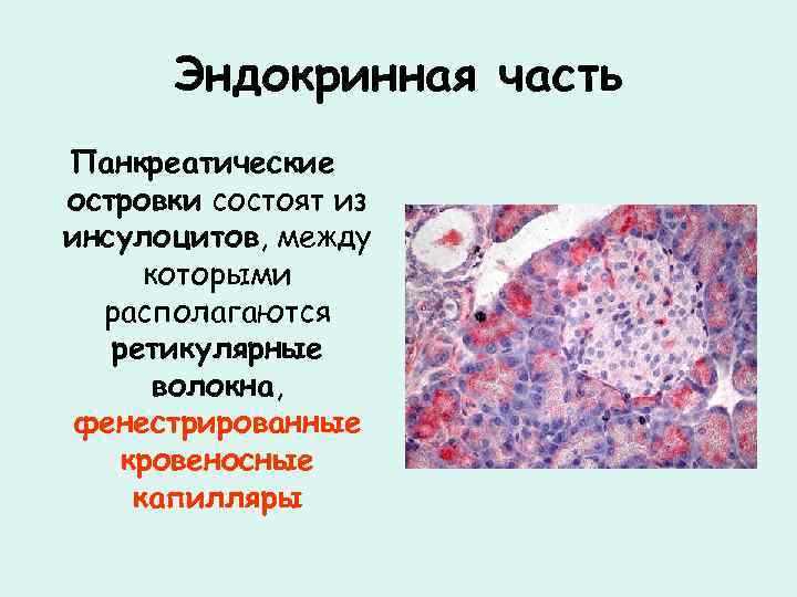 Эндокринная часть Панкреатические островки состоят из инсулоцитов, между которыми располагаются ретикулярные волокна, фенестрированные кровеносные