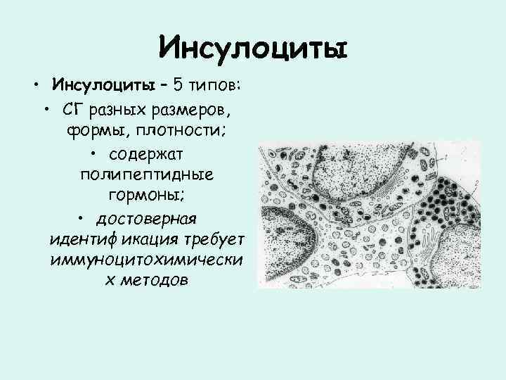 Инсулоциты • Инсулоциты – 5 типов: • СГ разных размеров, формы, плотности; • содержат