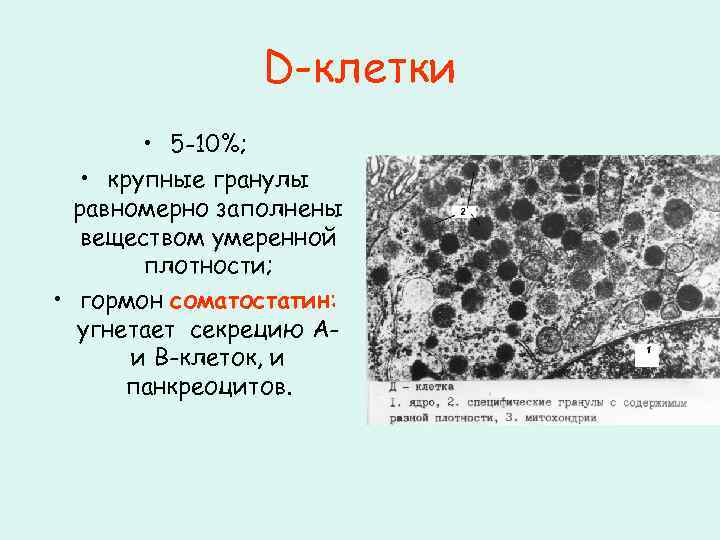 D-клетки • 5 -10%; • крупные гранулы равномерно заполнены веществом умеренной плотности; • гормон