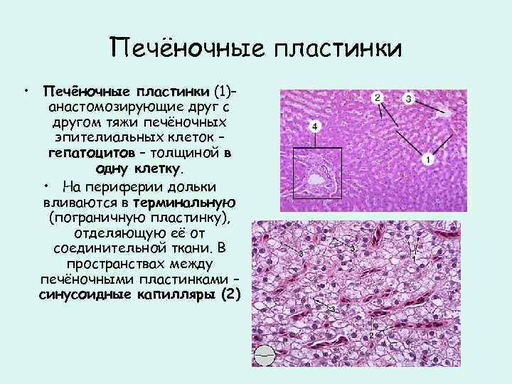 Печёночные пластинки • Печёночные пластинки (1)– анастомозирующие друг с другом тяжи печёночных эпителиальных клеток