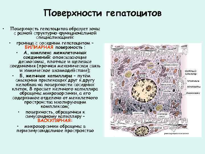 Поверхности гепатоцитов • Поверхность гепатоцитов образует зоны с разной структурно-функциональной специализацией: • граница с