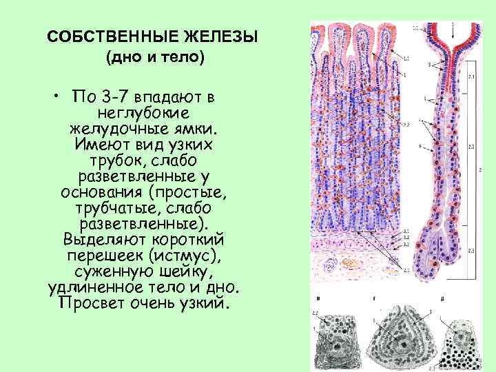 СОБСТВЕННЫЕ ЖЕЛЕЗЫ (дно и тело) • По 3 -7 впадают в неглубокие желудочные ямки.