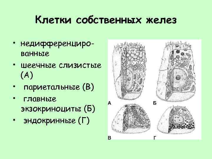 Клетки желез