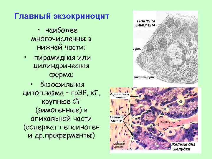 Главный экзокриноцит • наиболее многочисленны в нижней части; • пирамидная или цилиндрическая форма; •