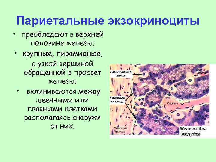 Париетальные экзокриноциты • преобладают в верхней половине железы; • крупные, пирамидные, с узкой вершиной