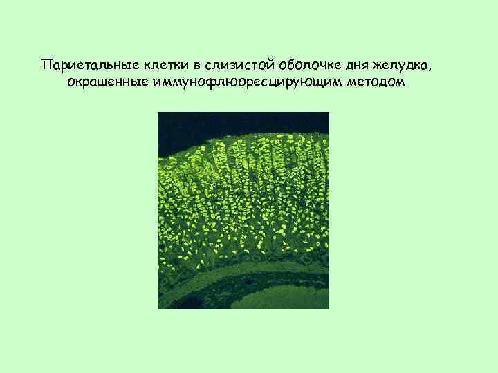 Париетальные клетки в слизистой оболочке дня желудка, окрашенные иммунофлюоресцирующим методом 