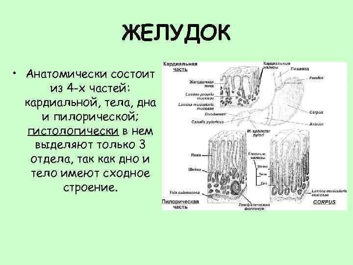 ЖЕЛУДОК • Анатомически состоит из 4 -х частей: кардиальной, тела, дна и пилорической; гистологически