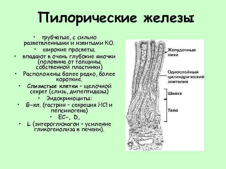 Пилорические железы • трубчатые, с сильно разветвленными и извитыми КО. • широкие просветы. •