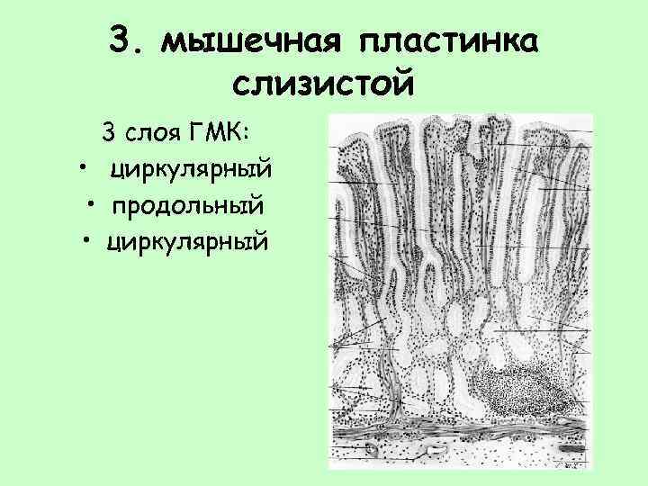 Пластинка слизистой