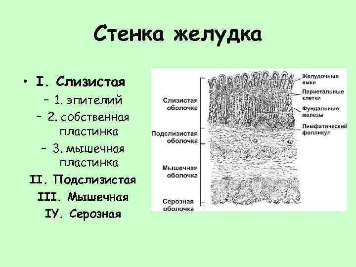 Стенка желудка • I. Слизистая – 1. эпителий – 2. собственная пластинка – 3.