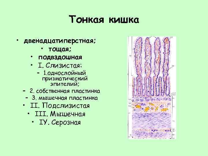 Тонкая кишка гистология рисунок