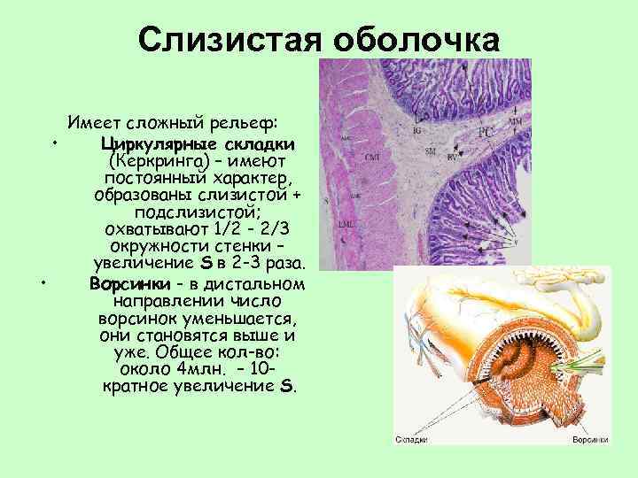 Имеет оболочку