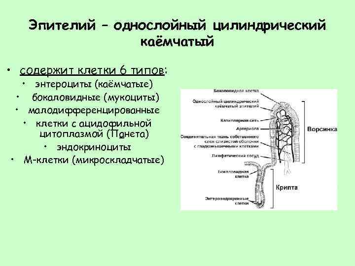 Эпителий – однослойный цилиндрический каёмчатый • содержит клетки 6 типов: • энтероциты (каёмчатые) •