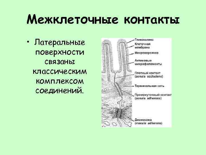 Межклеточные контакты • Латеральные поверхности связаны классическим комплексом соединений. 