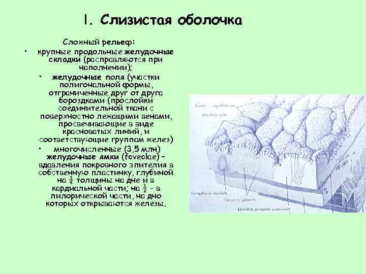 I. Слизистая оболочка • Сложный рельеф: крупные продольные желудочные складки (расправляются при наполнении); •