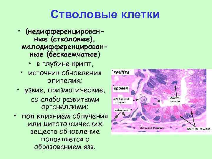 Стволовые клетки печени. Понятие о стволовых клетках гистология. Стволовые клетки кишечника. Стволовые клетки кишечного эпителия – это. Клетки тонкого кишечника гистология.