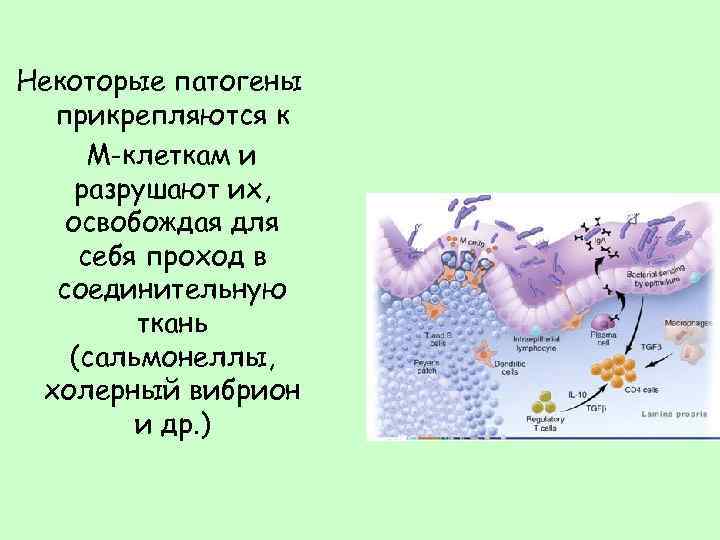 Некоторые патогены прикрепляются к М-клеткам и разрушают их, освобождая для себя проход в соединительную