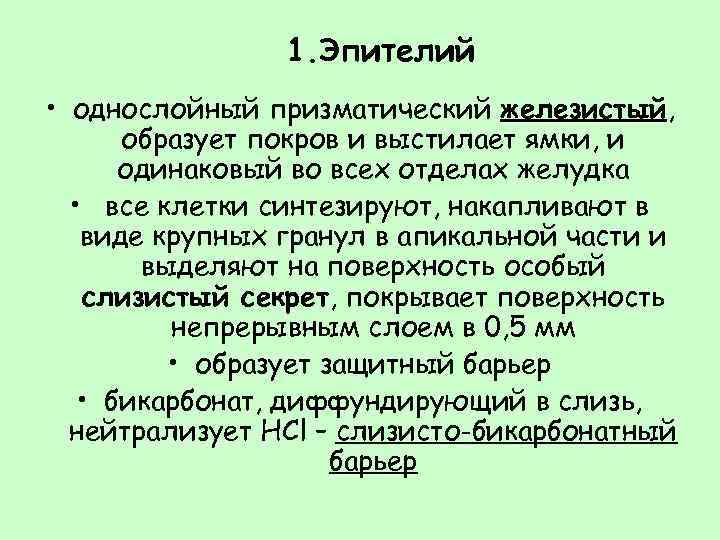 1. Эпителий • однослойный призматический железистый, образует покров и выстилает ямки, и одинаковый во