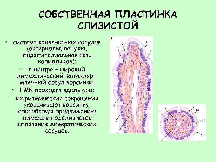 СОБСТВЕННАЯ ПЛАСТИНКА СЛИЗИСТОЙ • система кровеносных сосудов (артериолы, венулы, подэпителиальная сеть капилляров); • в