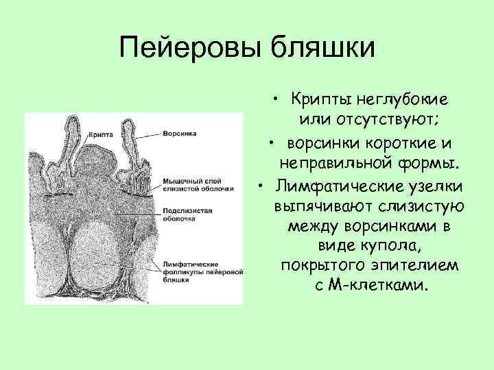 Схема строения пейеровой бляшки