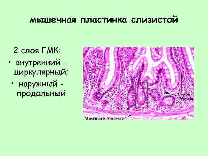 мышечная пластинка слизистой 2 слоя ГМК: • внутренний циркулярный; • наружный продольный 