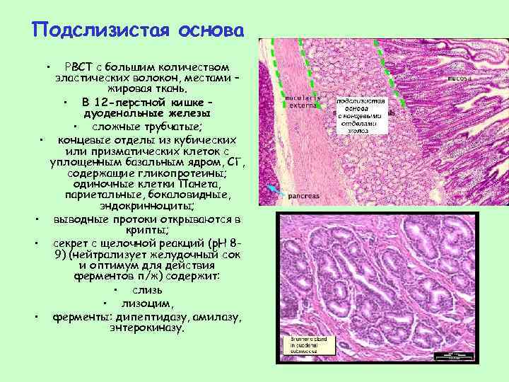 Подслизистая основа • РВСТ с большим количеством эластических волокон, местами – жировая ткань. •