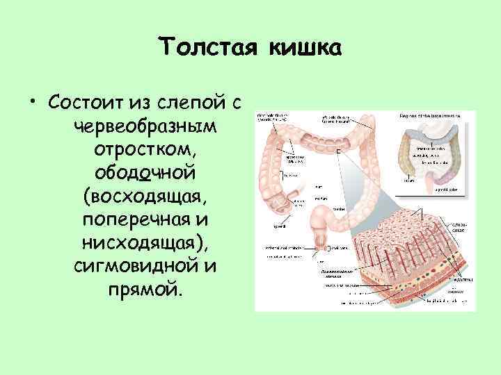 Тонкий кишечник состоит из