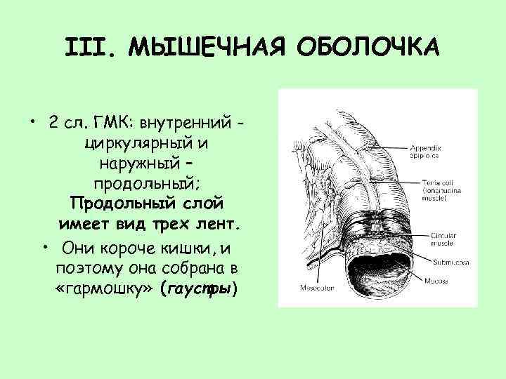 III. МЫШЕЧНАЯ ОБОЛОЧКА • 2 сл. ГМК: внутренний циркулярный и наружный – продольный; Продольный