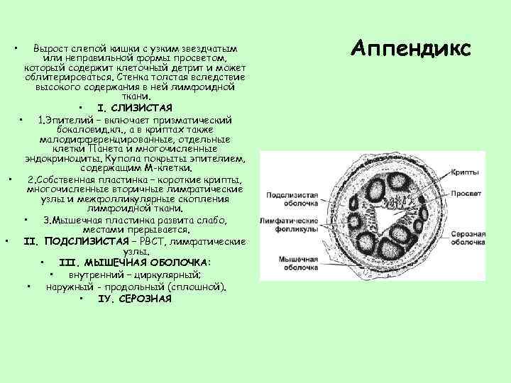  • Вырост слепой кишки с узким звездчатым или неправильной формы просветом, который содержит