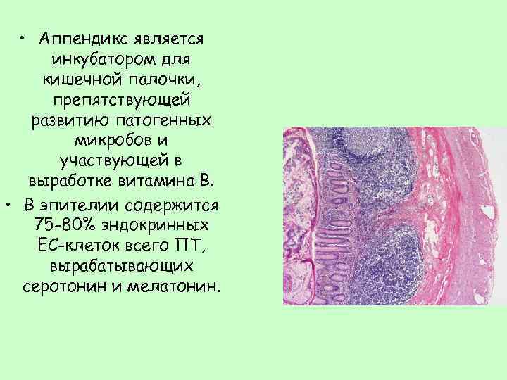  • Аппендикс является инкубатором для кишечной палочки, препятствующей развитию патогенных микробов и участвующей