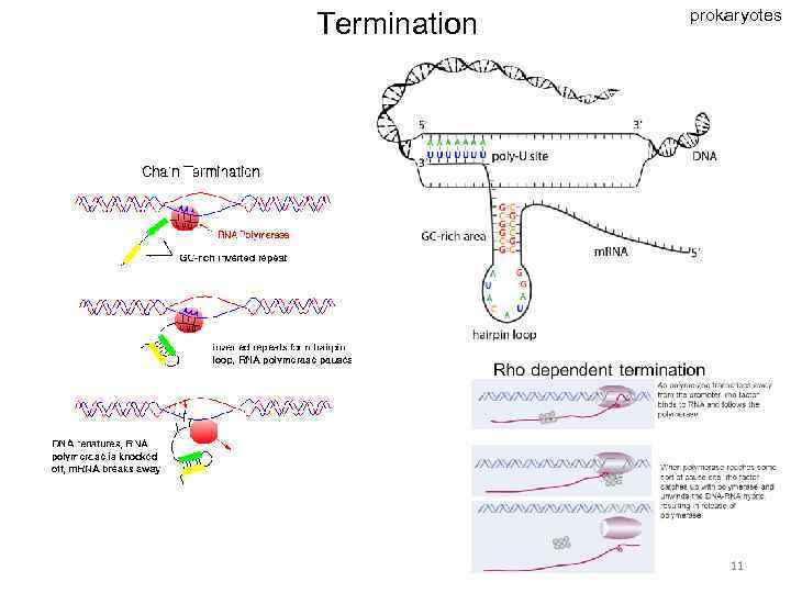 Termination prokaryotes 11 