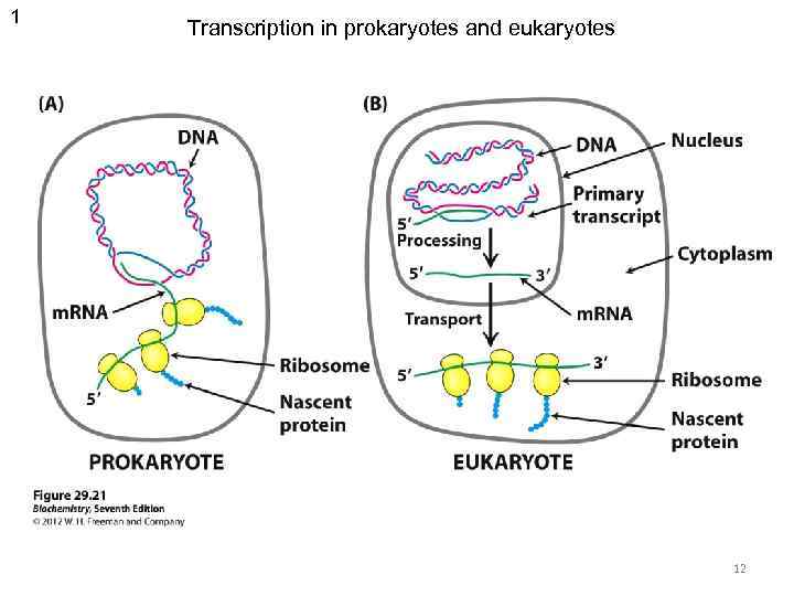 1 Transcription in prokaryotes and eukaryotes 12 